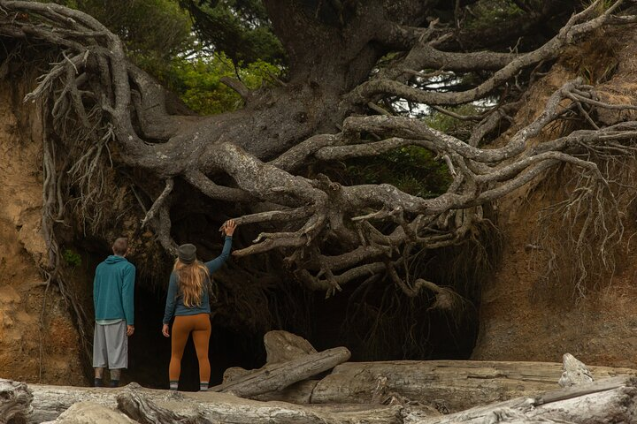 Olympic Full Day Small Group Tour & Hike - Photo 1 of 5